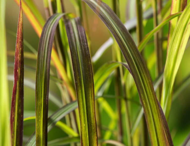 Miscanthus sinensis 'Navajo'®